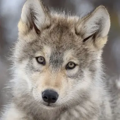 Profile image of 러키