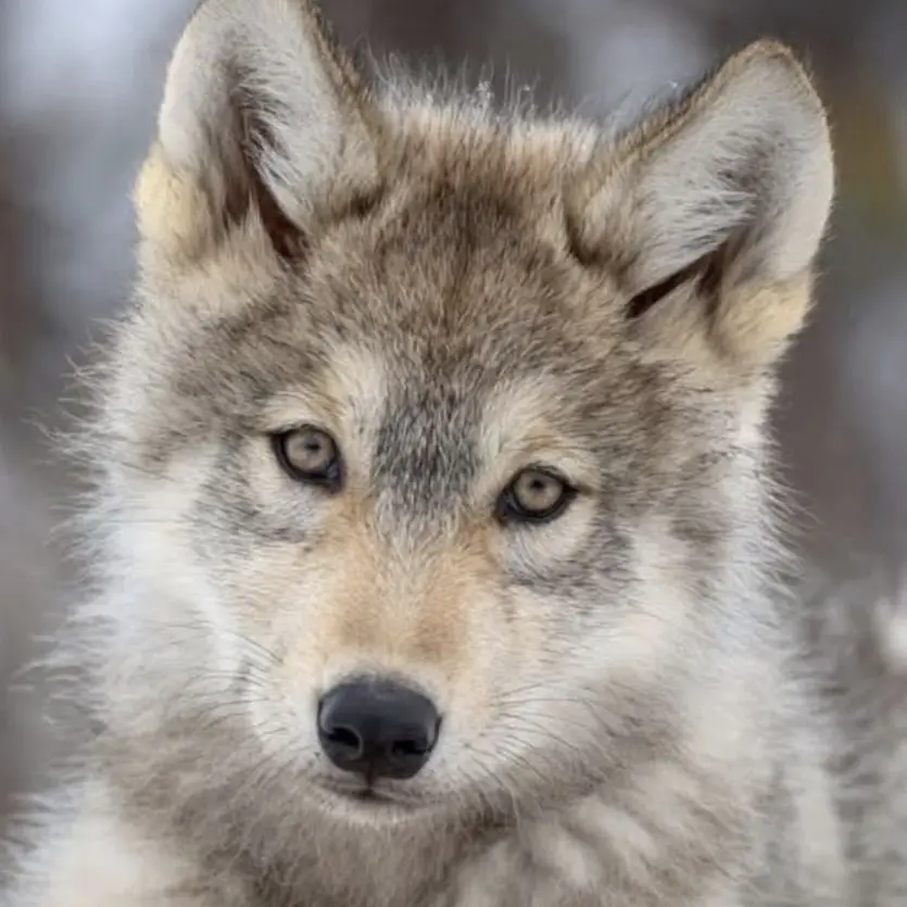 bell_6543의 버려진 강아지