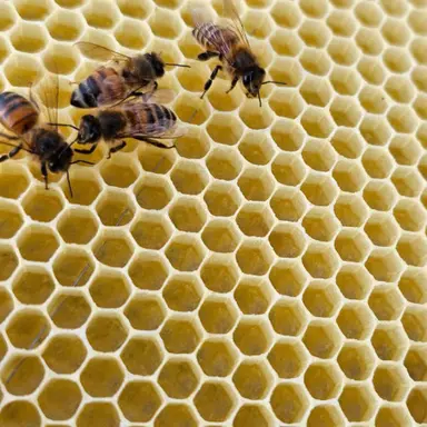 Profile image of 벌집RPG