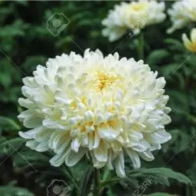 Profile image of 흰 국화