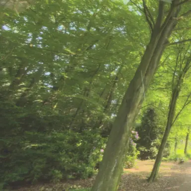 Profile image of 공룡