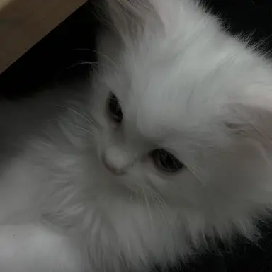 Profile image of ゆうし