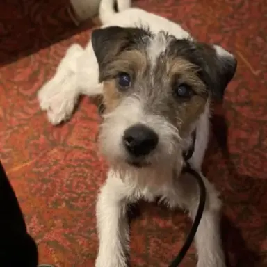 Profile image of Tommy