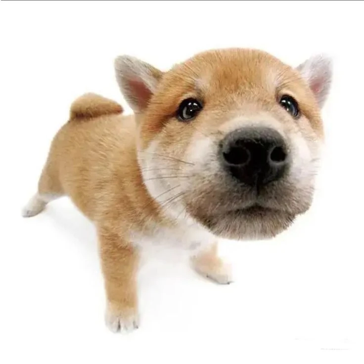 박정아