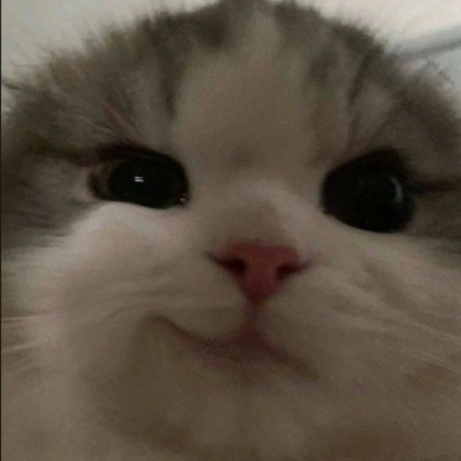 미야옹
