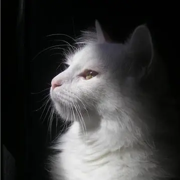 CroakyDate3776의 ねこ