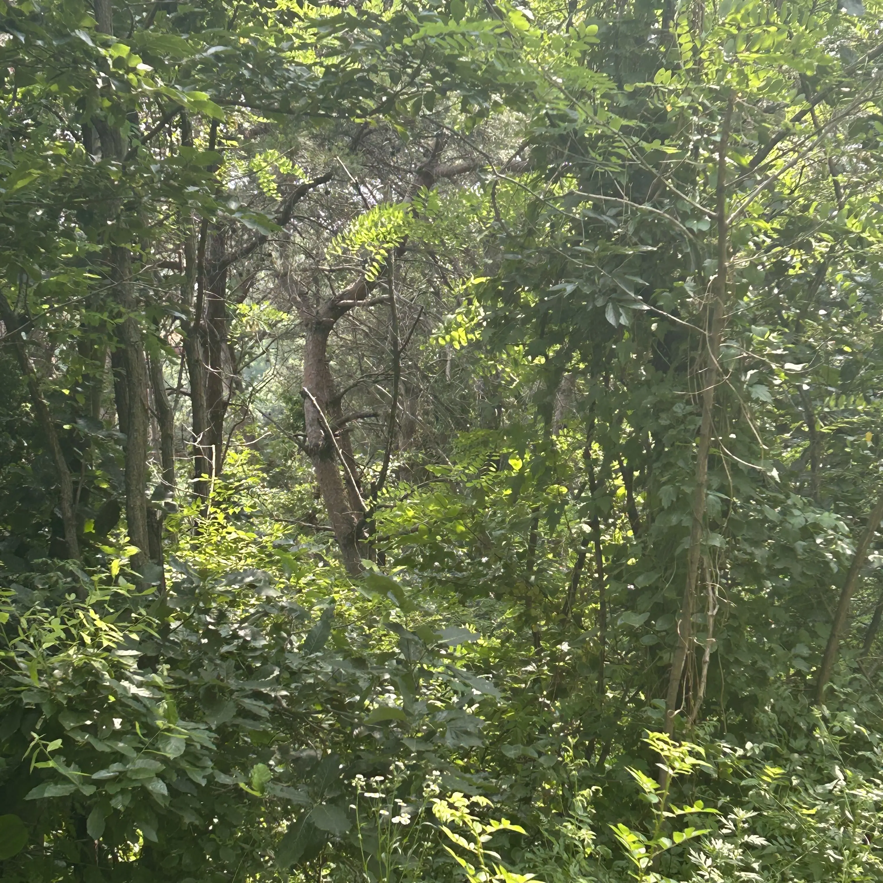 SnowyShirt0404의 뱀파이어 뜰팁 아카데미