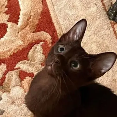 Profile image of Twixxel