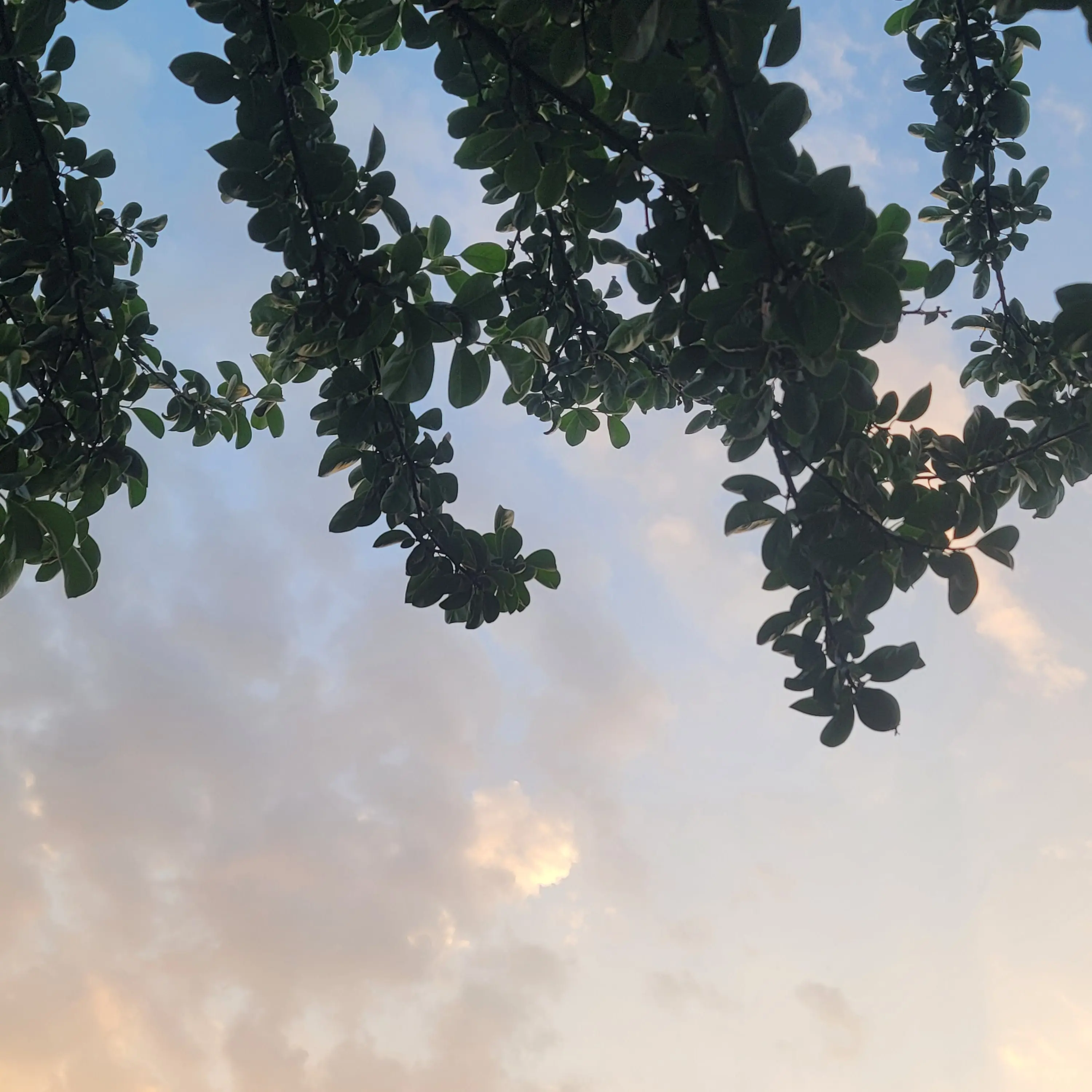 HumbleRoot2249의 내가 우튜브들의 누나?