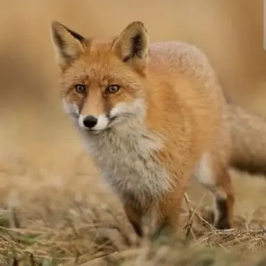 Profile image of 김여우