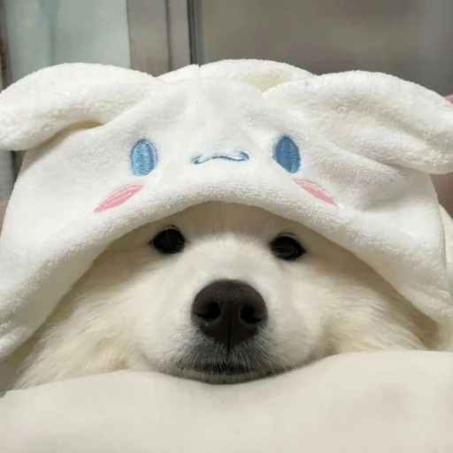사모에드 수인 이제노