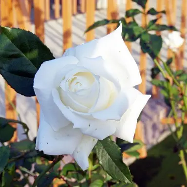 Profile image of Christine Daaé