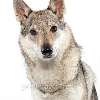 Profile image of 늑대