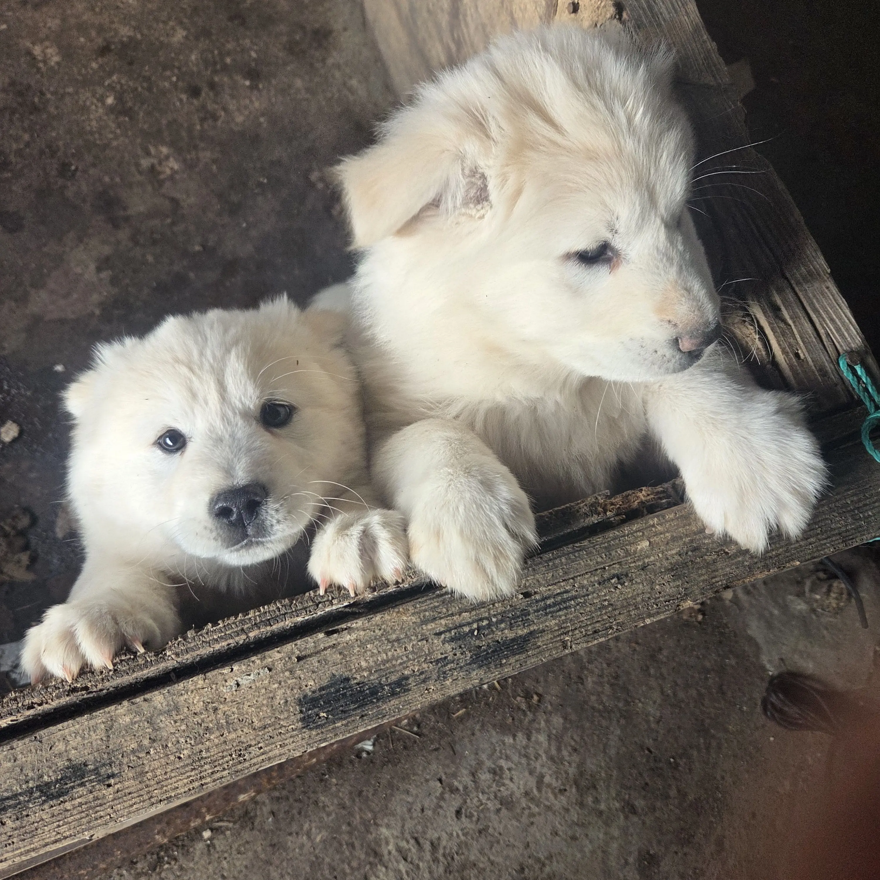 LongSled2679의 보넥고 수학여행을가다