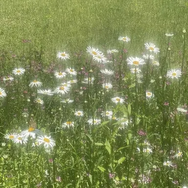 Profile image of 에스파