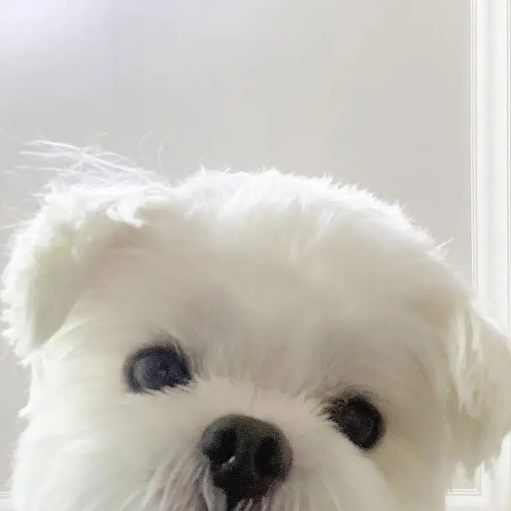 ddzero00의 말티즈