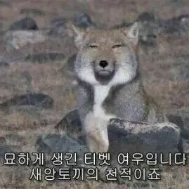 Profile image of 여우