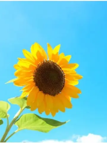 SecureBag7478의 向日葵みたいな君が好き。