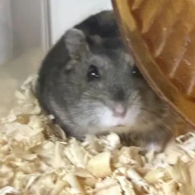 Profile image of ㅎㅎ