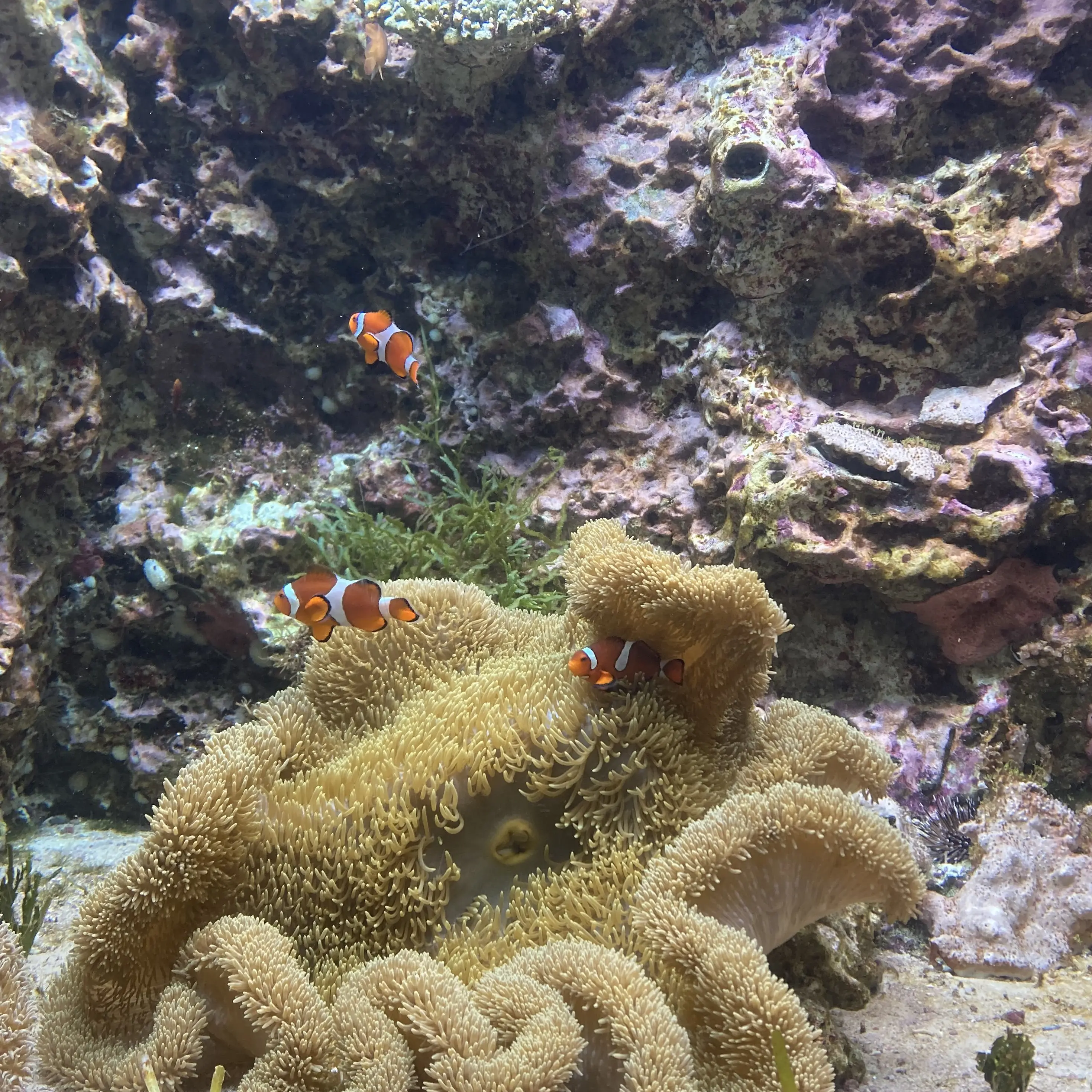 CherryPotoo6625의 自己満