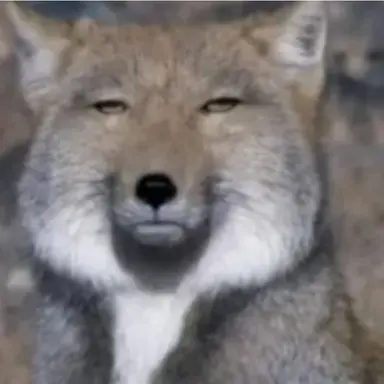 Profile image of 늑대