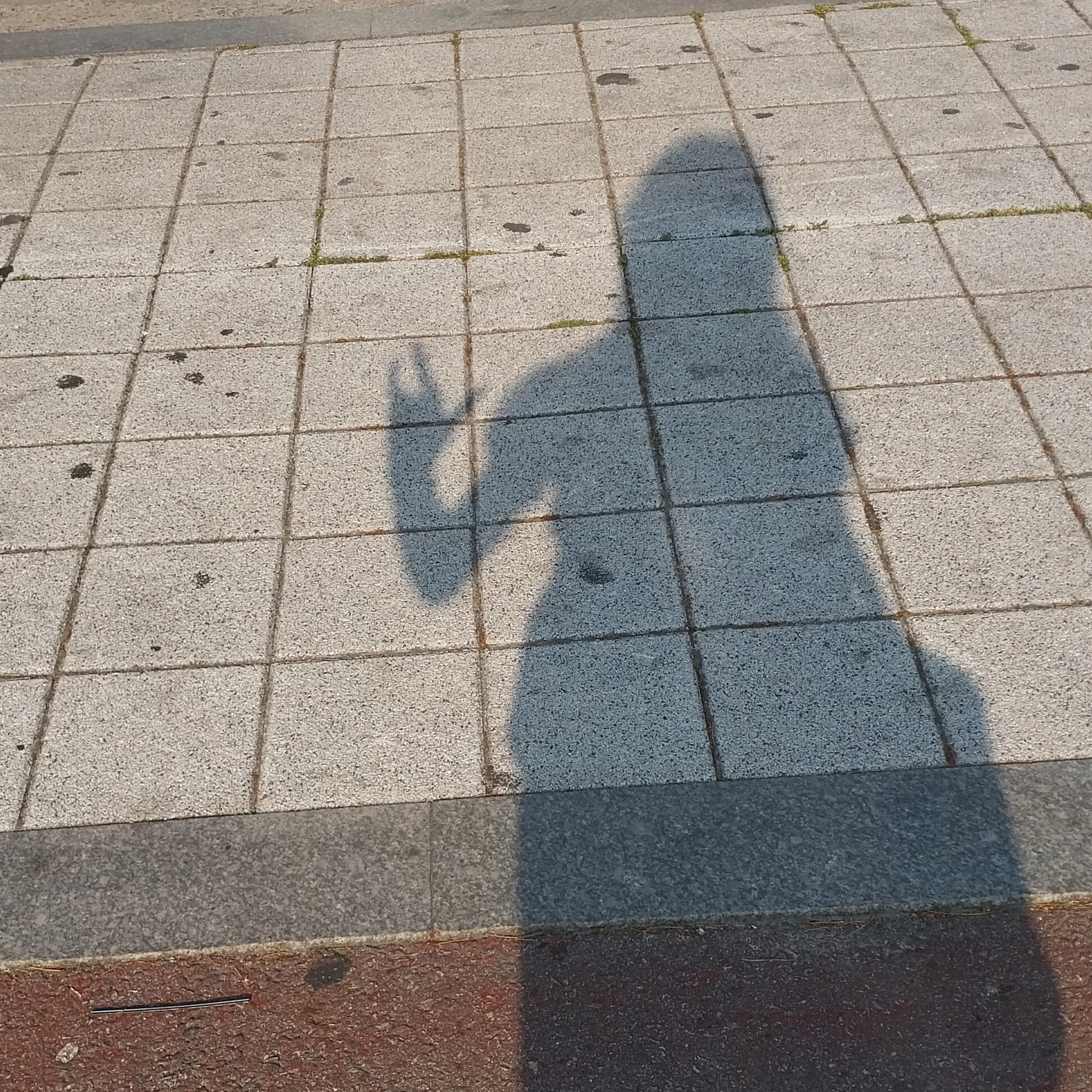 설희