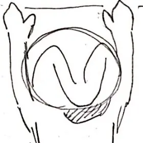 Profile image of 太陽