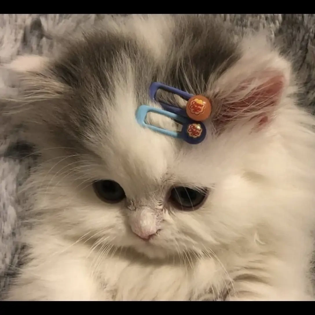 냥냥이