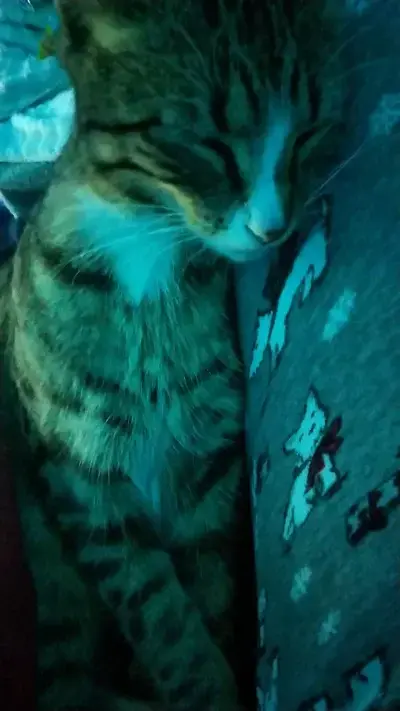 SpryPound1859의 WonderDog