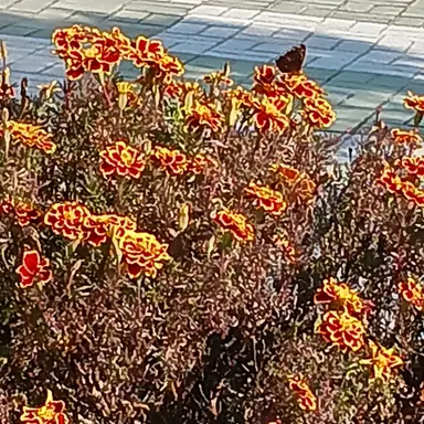 Profile image of 픽셀리