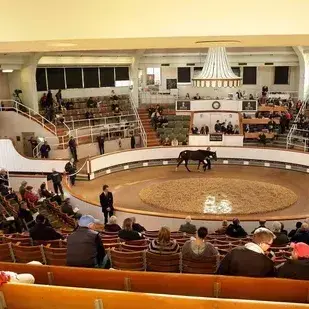 CoolCrib7544의 horse auction