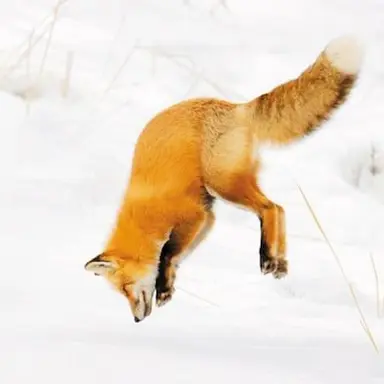 Profile image of Fox