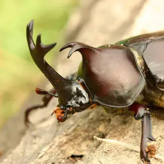 Profile image of 장수풍뎅이