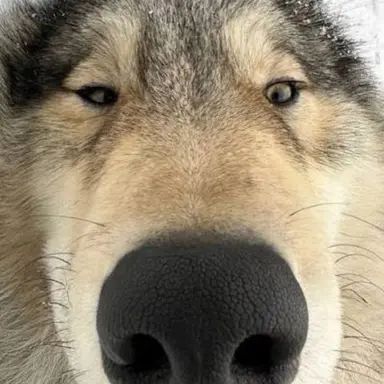 Profile image of 늑대