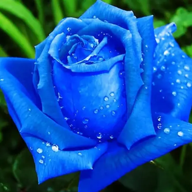 StingyVirus4749의 픽셀리 조직