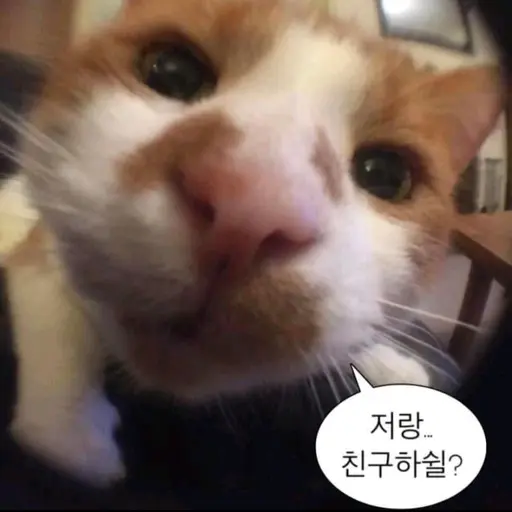 Po-pong의 옹심이