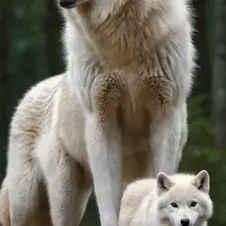 GrassyMatch3448의 A Pack of Wolves