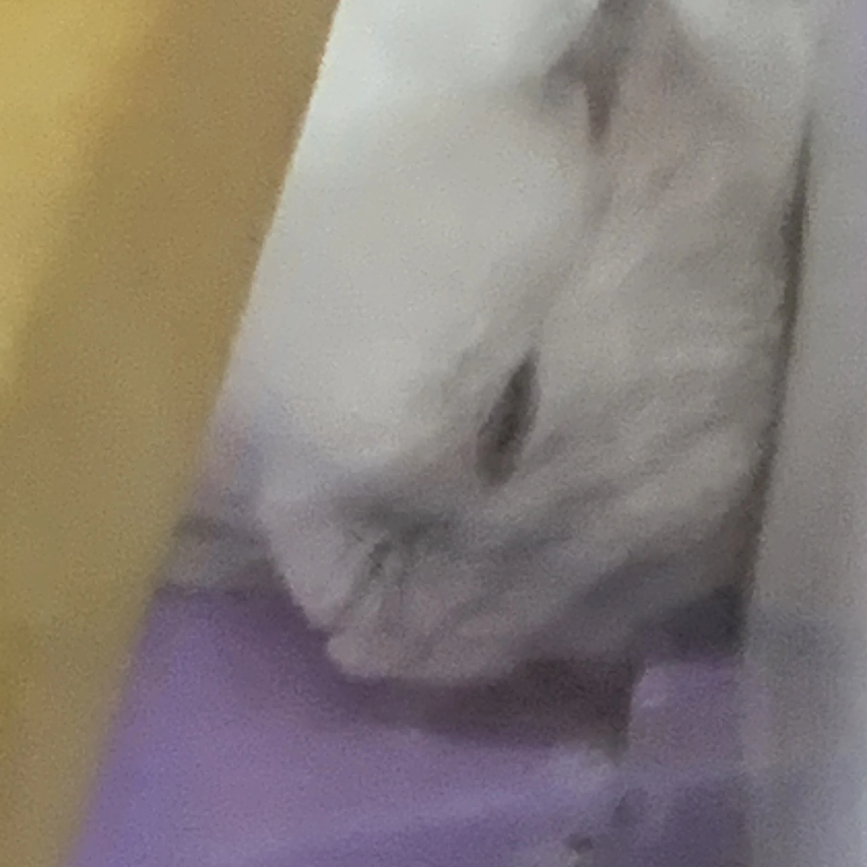 햄찌 엄마