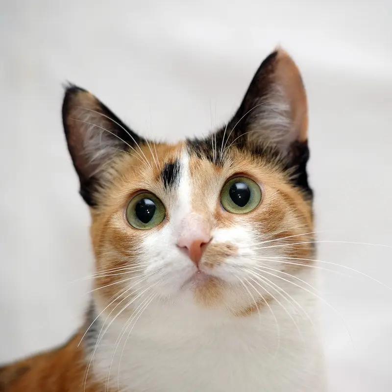RoundMine2368의 ねこと戯れよう
