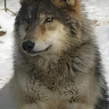 Profile image of 늑대