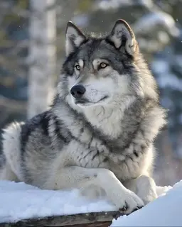Profile image of 늑대