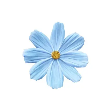 Profile image of 樹