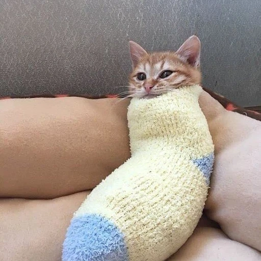 희서연