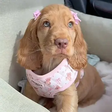 Profile image of Minx