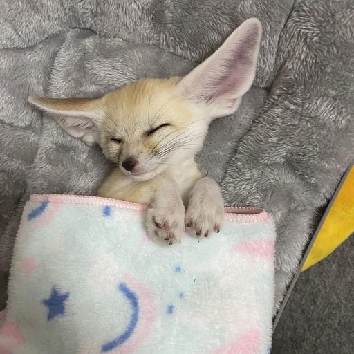 양정인