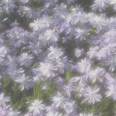 Profile image of 황수현