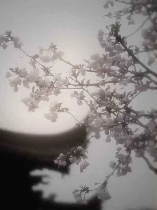 Naisei의 東洋の花の妖怪(3)