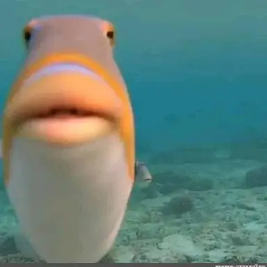 Profile image of Fish