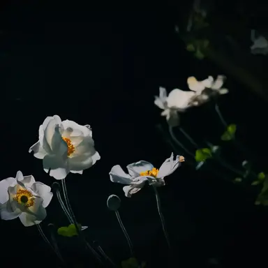 Profile image of サーシャ