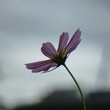 Profile image of カナエ